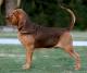 UK Bloodhound Breeders, Grooming, Dog, Puppies, Reviews, Articles