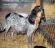 UK Blue Tick Coonhound Breeders, Grooming, Dog, Puppies, Reviews, Articles