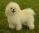 UK Bolognese Breeders, Grooming, Dog, Puppies, Reviews, Articles