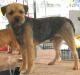 UK Border Terrier Breeders, Grooming, Dog, Puppies, Reviews, Articles