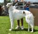 UK Borzoi Breeders, Grooming, Dog, Puppies, Reviews, Articles