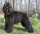UK Bouvier Des Flandres Breeders, Grooming, Dog, Puppies, Reviews, Articles