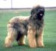 UK Briard Breeders, Grooming, Dog, Puppies, Reviews, Articles
