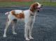 UK Brittany Breeders, Grooming, Dog, Puppies, Reviews, Articles