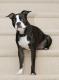 UK Boston Terrier Breeders, Grooming, Dog, Puppies, Reviews, Articles