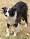 UK Border Collie Breeders, Grooming, Dog, Puppies, Reviews, Articles