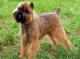 UK Brussels Griffon Breeders, Grooming, Dog, Puppies, Reviews, Articles