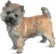 UK Cairn Terrier Breeders, Grooming, Dog, Puppies, Reviews, Articles