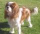 UK Cavalier King Charles Spaniel Breeders, Grooming, Dog, Puppies, Reviews, Articles