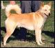 UK Canaan Dog Breeders, Grooming, Dog, Puppies, Reviews, Articles