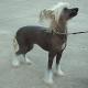 UK Chinese Crested Breeders, Grooming, Dog, Puppies, Reviews, Articles