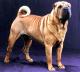UK Chinese Shar-pei Breeders, Grooming, Dog, Puppies, Reviews, Articles