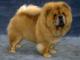 UK Chow Chow Breeders, Grooming, Dog, Puppies, Reviews, Articles