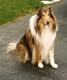 UK Collie Breeders, Grooming, Dog, Puppies, Reviews, Articles