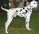 UK Dalmatian Breeders, Grooming, Dog, Puppies, Reviews, Articles