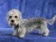 UK Dandie Dinmont Terrier Breeders, Grooming, Dog, Puppies, Reviews, Articles