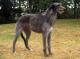 UK Deerhound Breeders, Grooming, Dog, Puppies, Reviews, Articles
