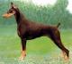 UK Doberman Pinscher Breeders, Grooming, Dog, Puppies, Reviews, Articles