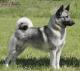 USA Elkhound Breeders, Grooming, Dog, Puppies, Reviews, Articles