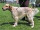 UK English Setter Breeders, Grooming, Dog, Puppies, Reviews, Articles