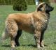 USA Estrela Mountain Dog Breeders, Grooming, Dog, Puppies, Reviews, Articles
