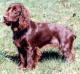 UK Field Spaniel Breeders, Grooming, Dog, Puppies, Reviews, Articles