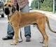 USA Fila Brasileiro Breeders, Grooming, Dog, Puppies, Reviews, Articles