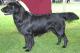 UK Flat-coated Retriever Breeders, Grooming, Dog, Puppies, Reviews, Articles