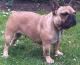 UK French Bulldog Breeders, Grooming, Dog, Puppies, Reviews, Articles