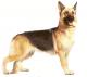 UK German Shepherd Breeders, Grooming, Dog, Puppies, Reviews, Articles