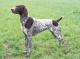 UK German Shorthaired Pointer Breeders, Grooming, Dog, Puppies, Reviews, Articles