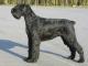 UK Giant Schnauzer Breeders, Grooming, Dog, Puppies, Reviews, Articles