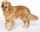 USA Golden Retriever Breeders, Grooming, Dog, Puppies, Reviews, Articles