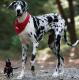 USA Great Dane Breeders, Grooming, Dog, Puppies, Reviews, Articles