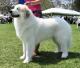 USA Great Pyrenees Breeders, Grooming, Dog, Puppies, Reviews, Articles