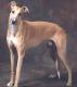USA Greyhound Breeders, Grooming, Dog, Puppies, Reviews, Articles