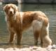 USA Hovawart Breeders, Grooming, Dog, Puppies, Reviews, Articles