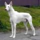 USA Ibizan Hound Breeders, Grooming, Dog, Puppies, Reviews, Articles