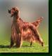 USA Irish Setter Breeders, Grooming, Dog, Puppies, Reviews, Articles