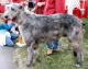 USA Irish Wolfhound Breeders, Grooming, Dog, Puppies, Reviews, Articles