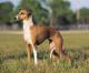 USA Italian Greyhound Breeders, Grooming, Dog, Puppies, Reviews, Articles
