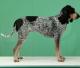 USA Grand Bleu De Gascogne Breeders, Grooming, Dog, Puppies, Reviews, Articles