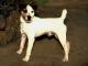 USA Jack Russell Terrier (Parson) Breeders, Grooming, Dog, Puppies, Reviews, Articles