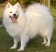 USA Japanese Spitz Breeders, Grooming, Dog, Puppies, Reviews, Articles