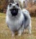 USA Keeshond Breeders, Grooming, Dog, Puppies, Reviews, Articles