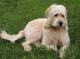 USA Labradoodle Breeders, Grooming, Dog, Puppies, Reviews, Articles