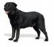 USA Labrador Retriever Breeders, Grooming, Dog, Puppies, Reviews, Articles