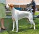 USA Pointer Breeders, Grooming, Dog, Puppies, Reviews, Articles