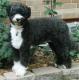 USA Portuguese Water Dog Breeders, Grooming, Dog, Puppies, Reviews, Articles