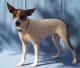 USA Rat Terrier Breeders, Grooming, Dog, Puppies, Reviews, Articles